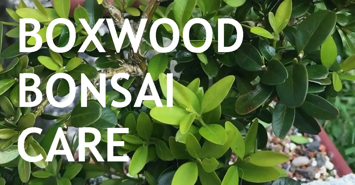 Boxwood Bonsai Care Back Garden Bonsai