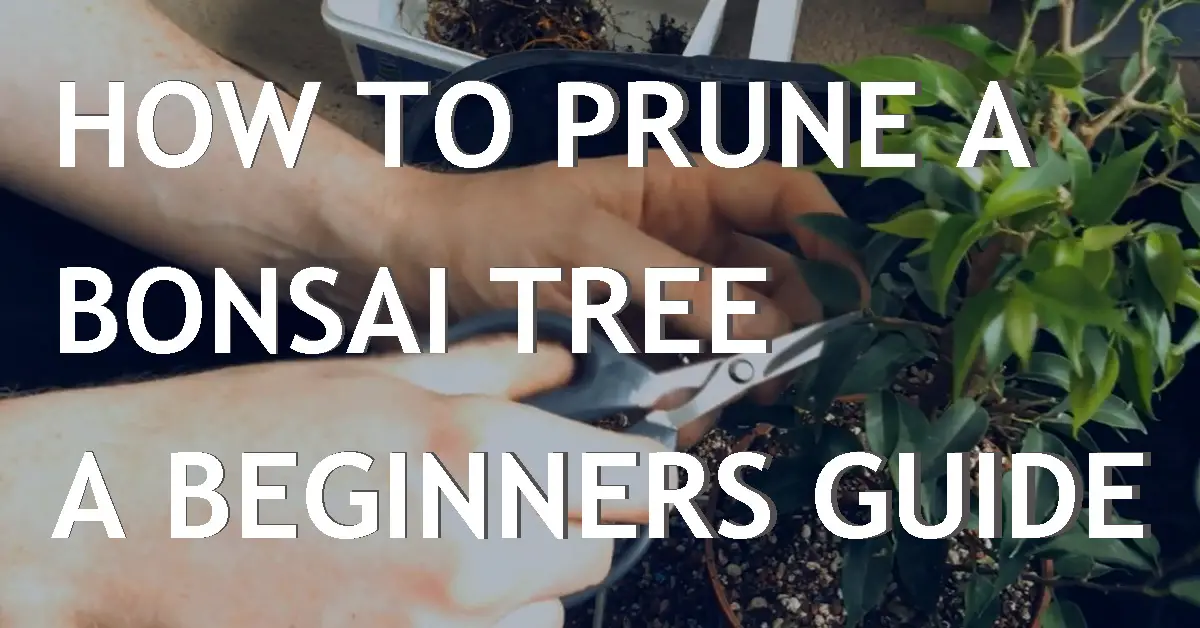 How To Prune A Bonsai Tree A Beginners Guide Back Garden Bonsai