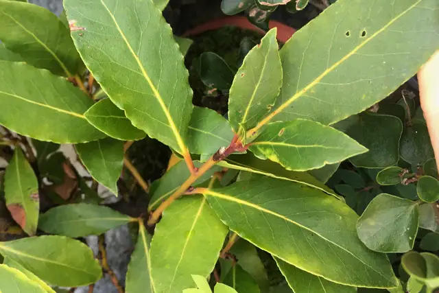 bay tree leaves