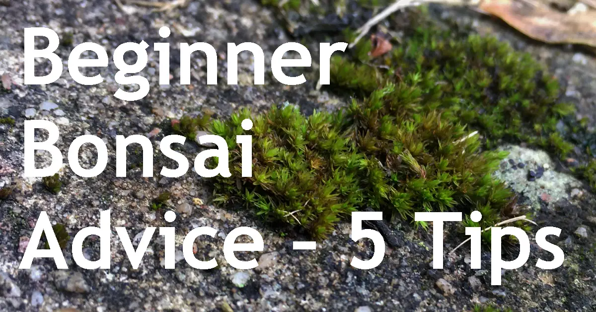 Beginner Bonsai Advice 5 Tips Back Garden Bonsai