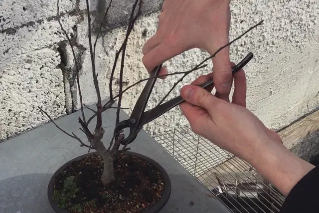 bonsai pruning