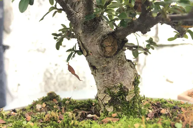 Healing Wounds On Bonsai Trees 1 cotoneaster trunk