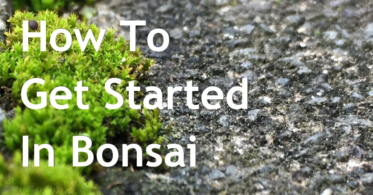 Using Molar Clay As Bonsai Soil (Using Cat Litter) Back Garden Bonsai