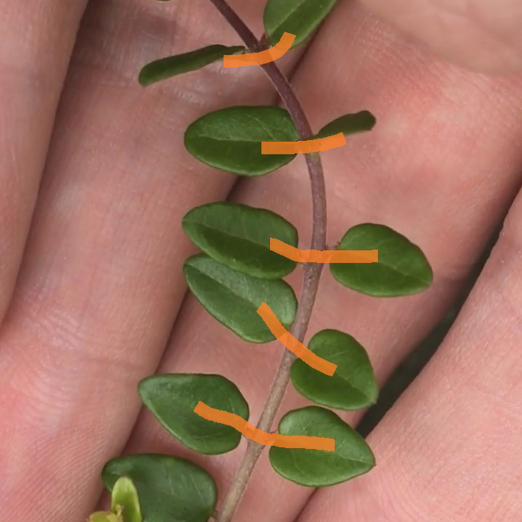 Deciduous And Broadleaf Evergreen Bonsai - A General Maintenance Calendar Guide 2 opposite 2