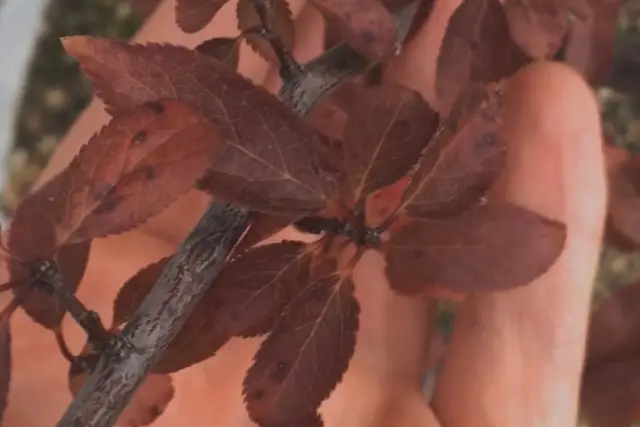 prunus red leaves