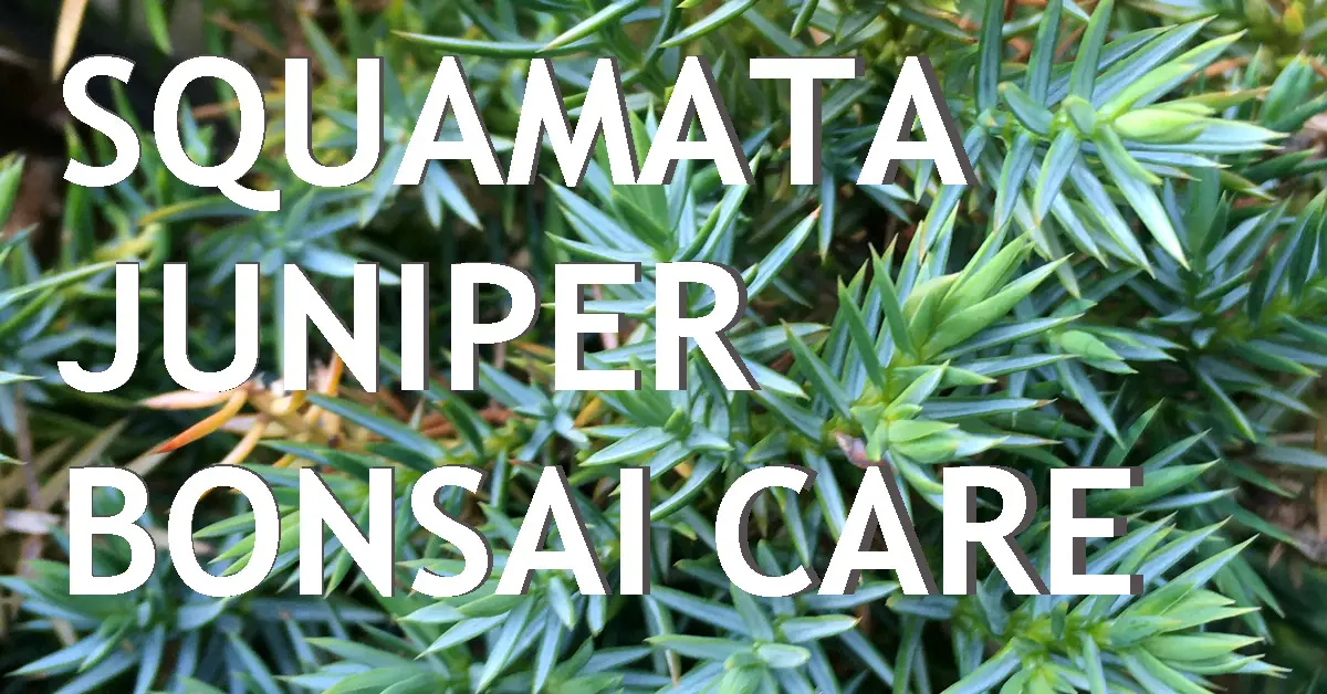 Squamata Juniper Bonsai Care Back Garden Bonsai