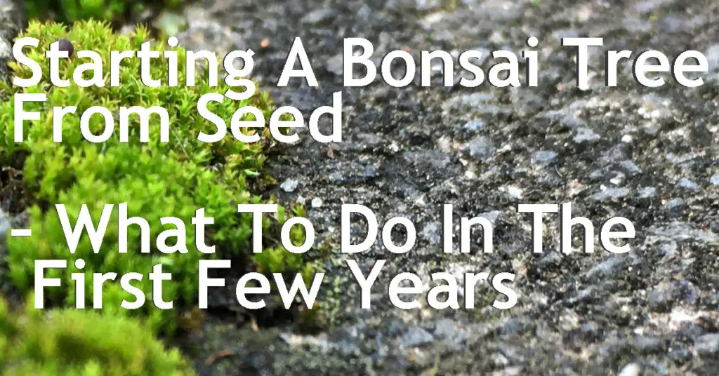Starting A Bonsai From Seed - A Guide For Years 1 To 5 11 starting bonsai from seed 1