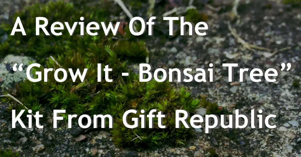A Review Of The “Grow It –  Bonsai Tree” Kit From Gift Republic