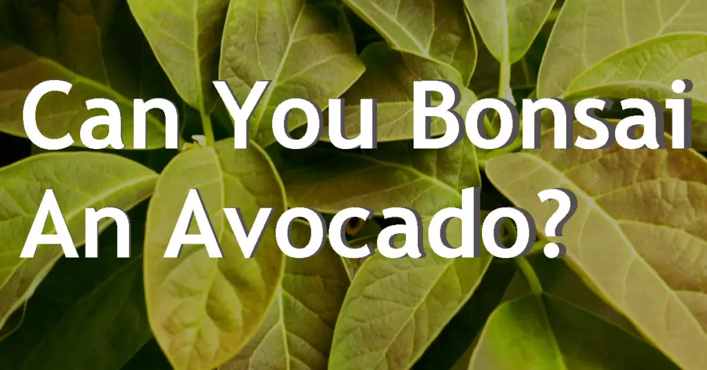 Can You Bonsai An Avocado? 5 can you bonsai an avocado
