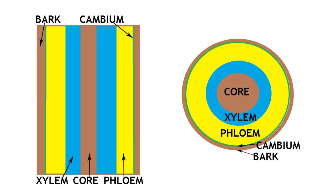 What Is Air Layering For Bonsai? 2 how airlayring works 1