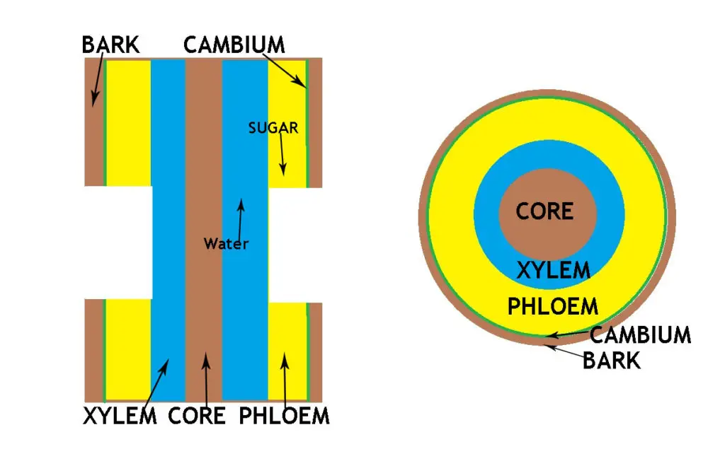 What Is Air Layering For Bonsai? 3 how airlayring works 2