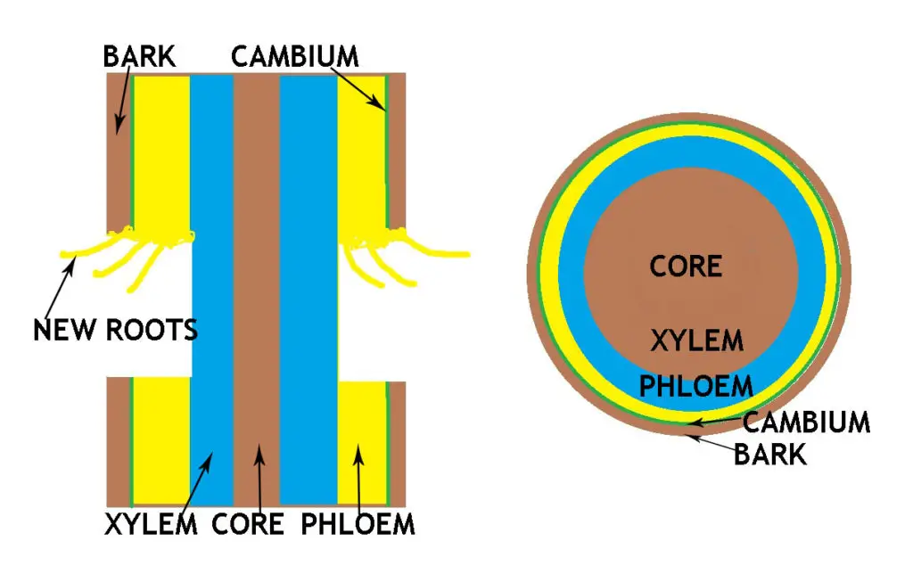What Is Air Layering For Bonsai? 4 how airlayring works 3