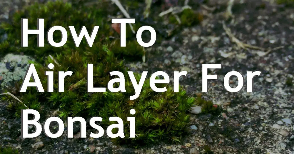 How To Air Layer For Bonsai 3 how to airlayer a bonsai
