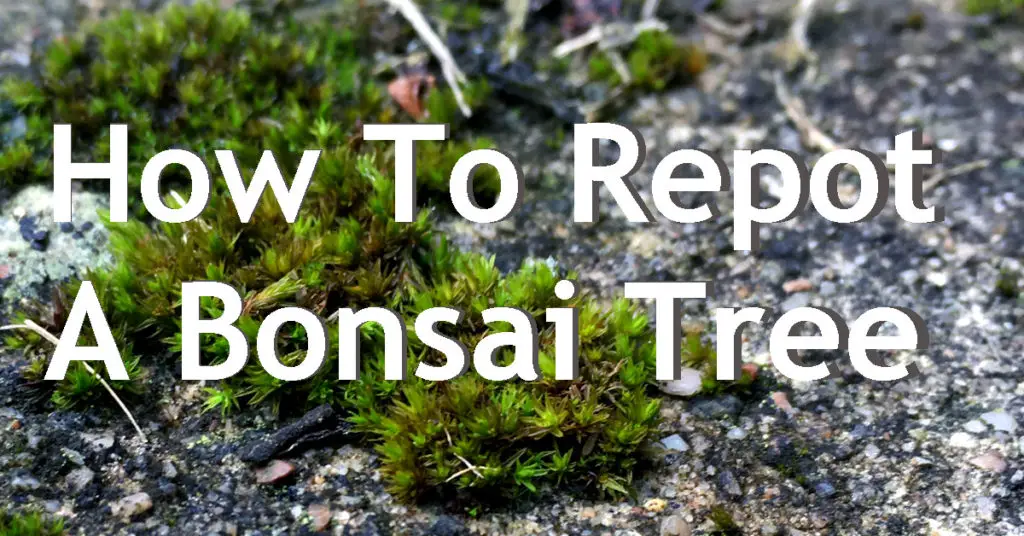 How To Repot A Bonsai Tree 7 how to repot a bonsai
