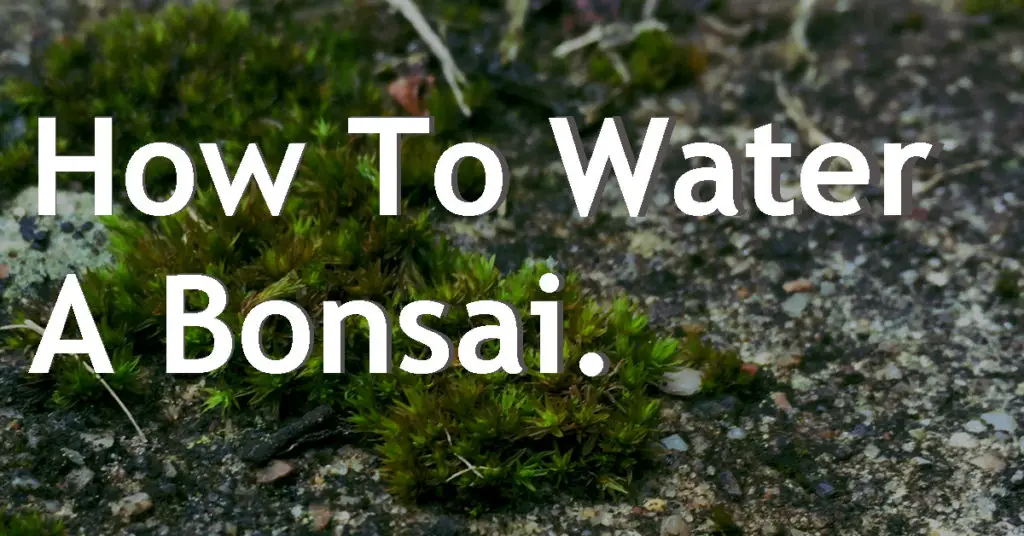 How To Water A Bonsai 5 how to water a bonsai