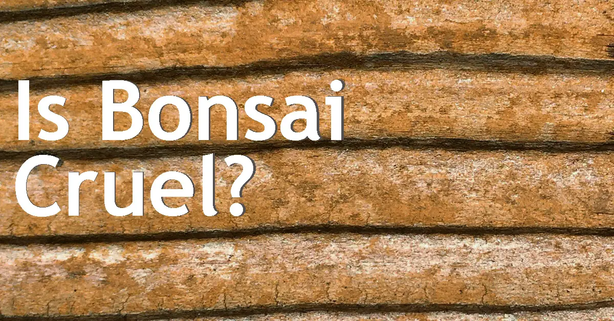 Is Bonsai Cruel? Back Garden Bonsai