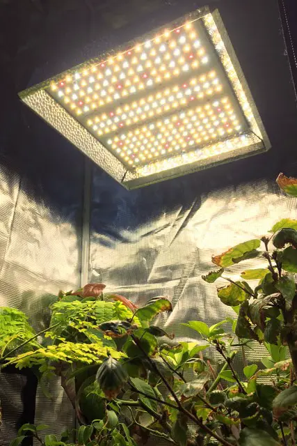 mars hydro grow light 1