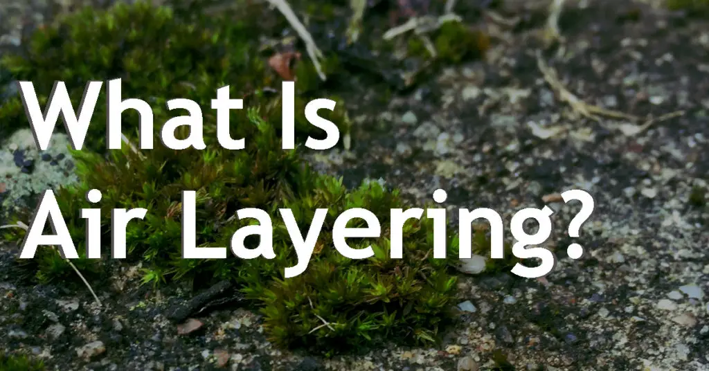 what is airlayering