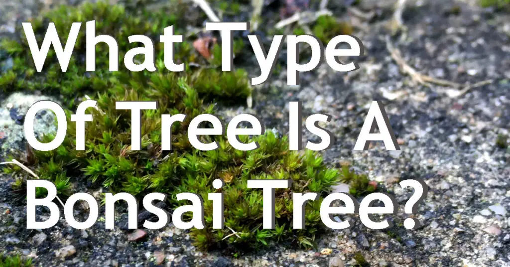 what type of tree is a bonsai tree