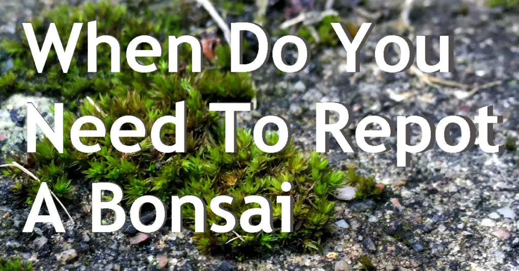when do you repot a bonsai