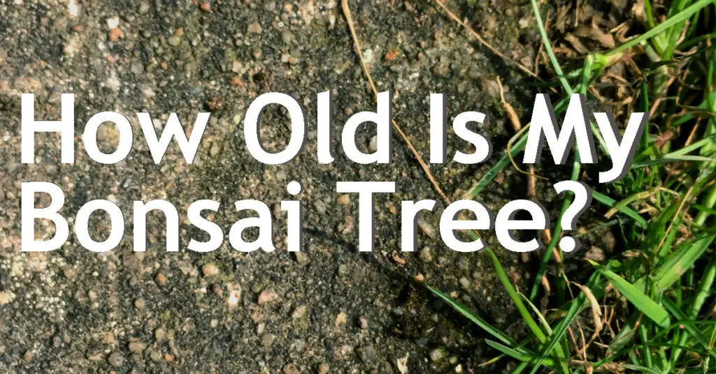 How Old Is My Bonsai Tree? Back Garden Bonsai