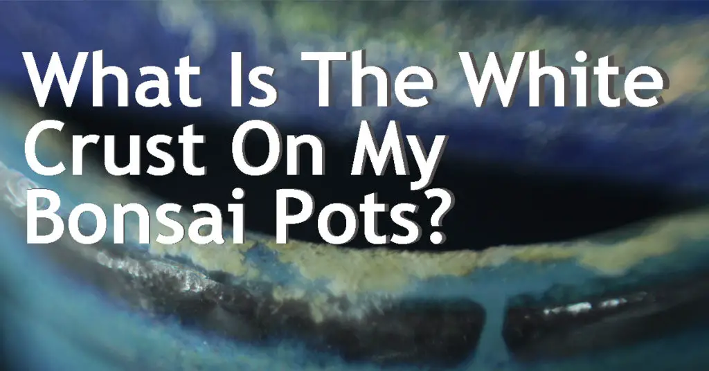 What Is The White Crust On My Bonsai Pots? 5 what is the white crust on my bonsai pots