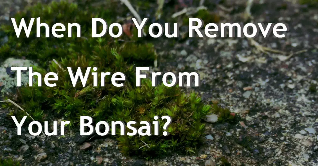 When Do You Remove The Wire From Your Bonsai? 1 when do you remove wire from your bonsai