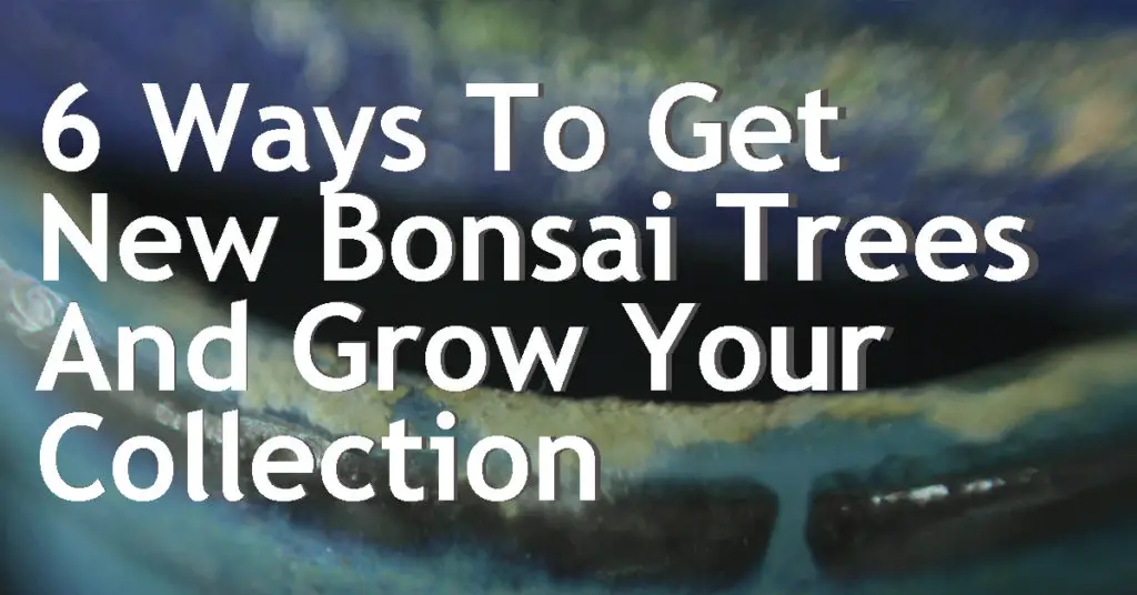 6 ways to get new bonsai trees and grow your collection