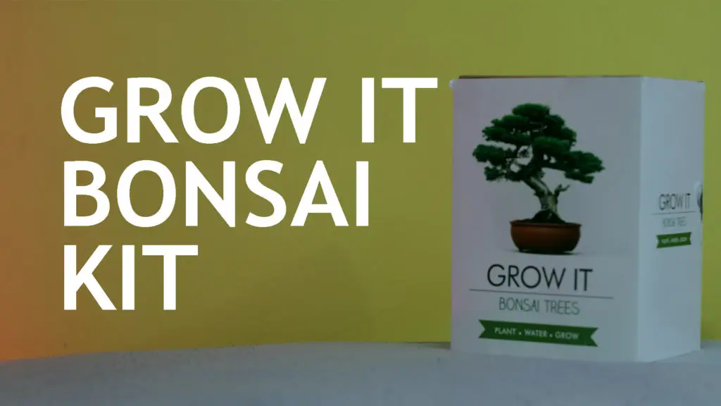 Grow It Bonsai Kit