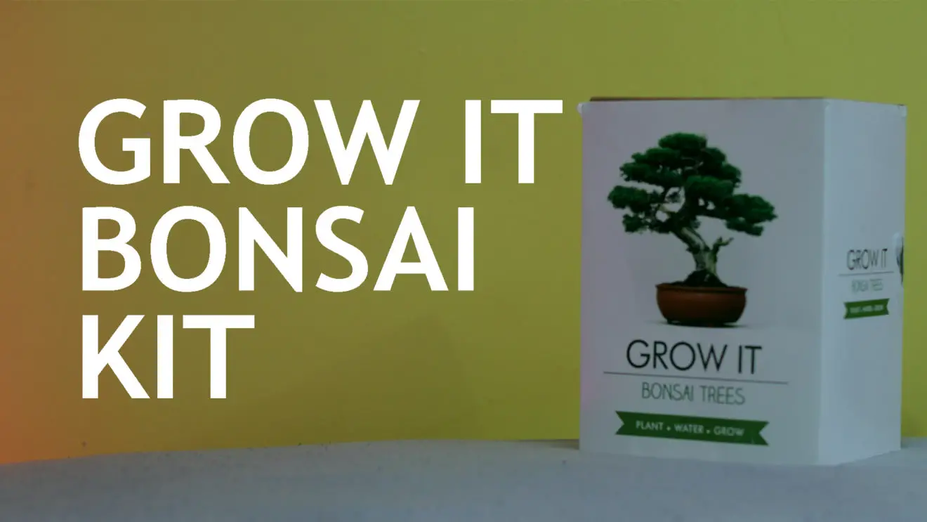 An Instructional Guide To Help Beginners With The “Grow It Bonsai Kit