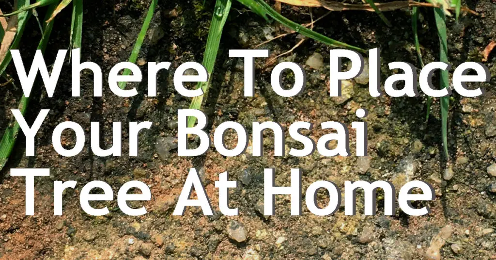 Where To Place Your Bonsai Tree At Home. 1