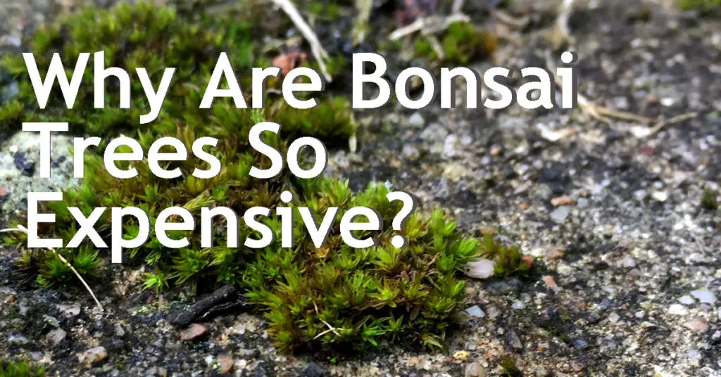 Why Are Bonsai Trees So Expensive