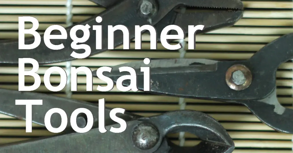beginner bonsai tools