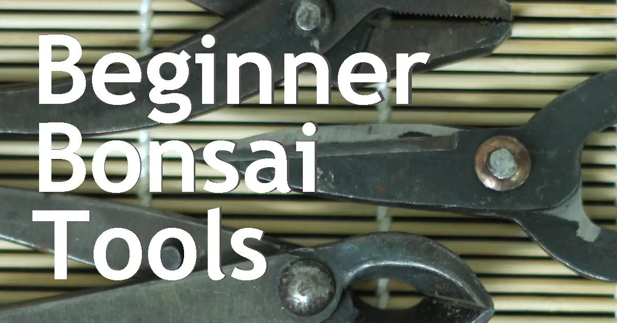 A Guide To Beginner Bonsai Tools Back Garden Bonsai