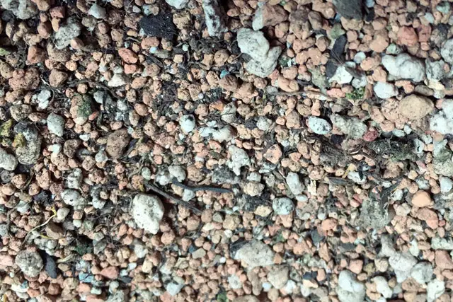 bonsai soil