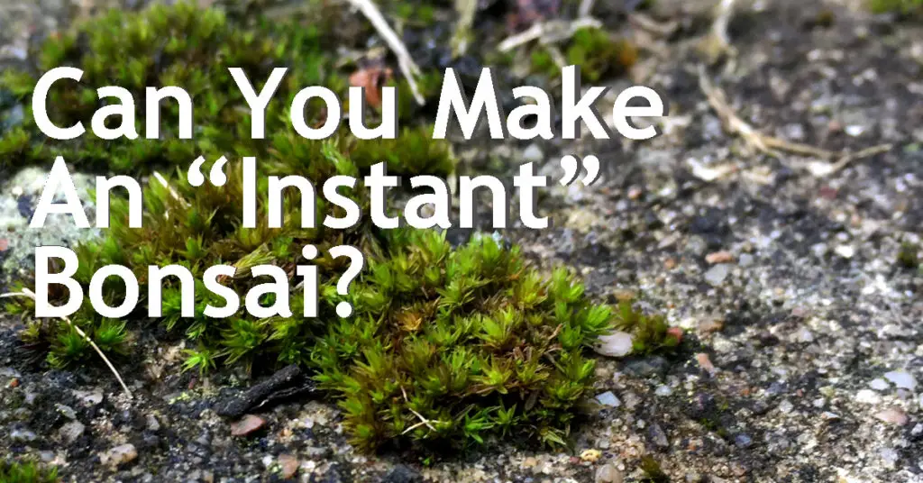 can you make an instant bonsai