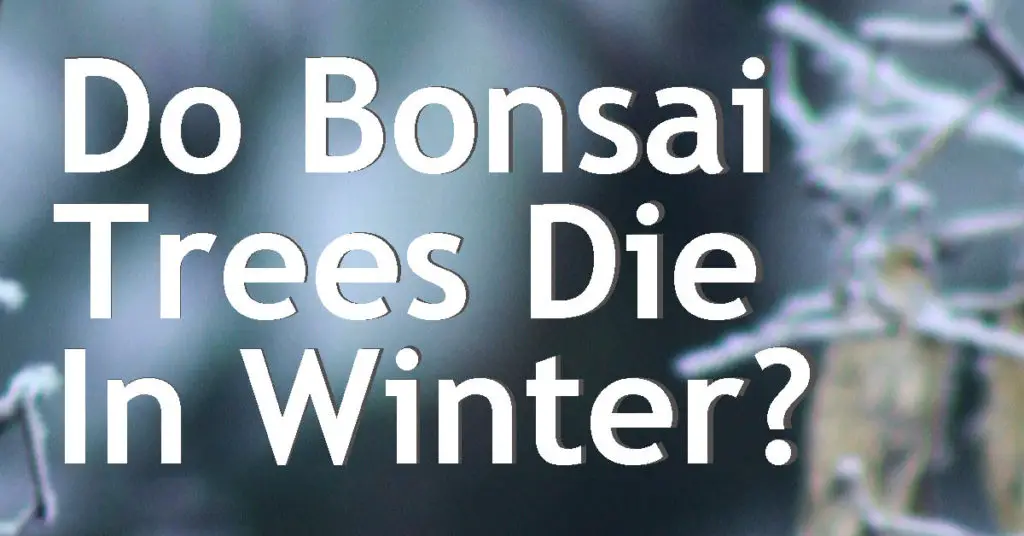 do bonsai trees die in winter