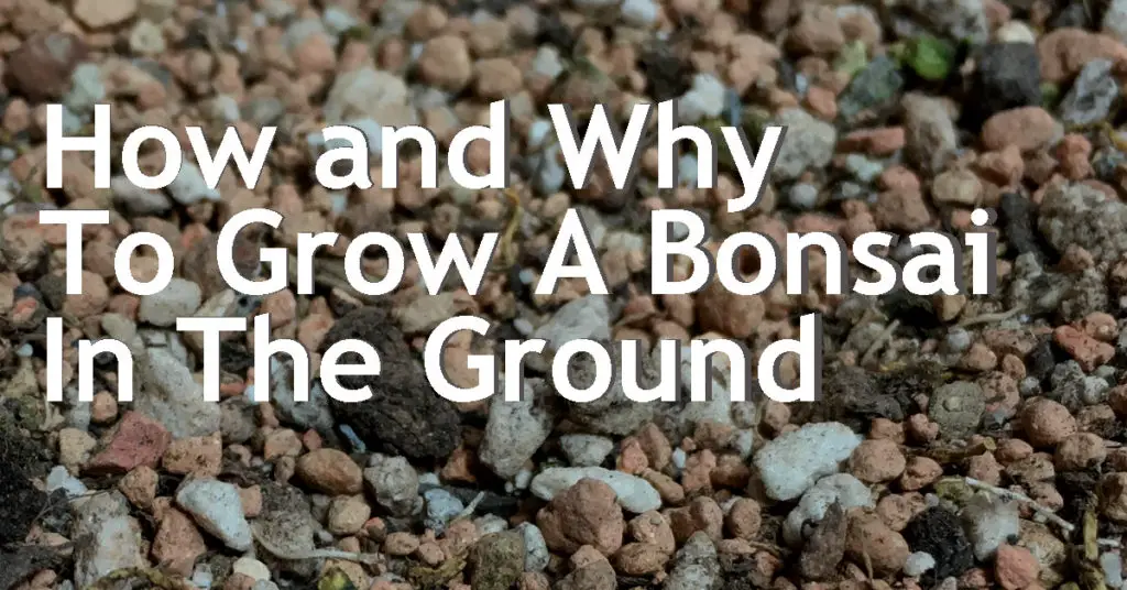 how and why to grow a bonsai in the ground