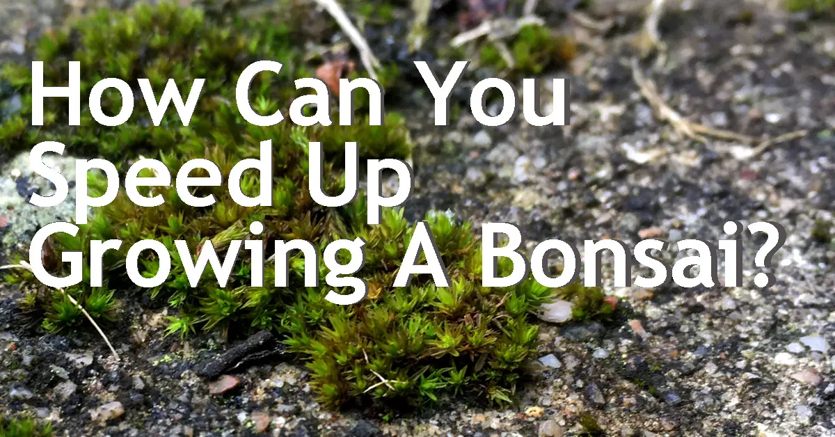 How Can You Speed Up Growing A Bonsai? Back Garden Bonsai