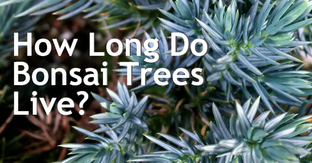 how long do bonsai trees live