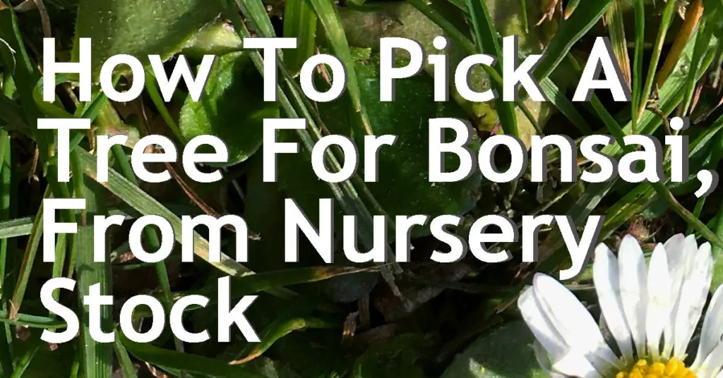 how to pick from nursey stock