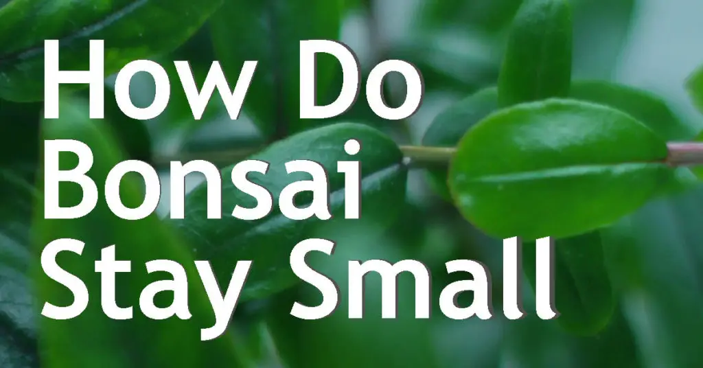 hwo do bonsai stay small