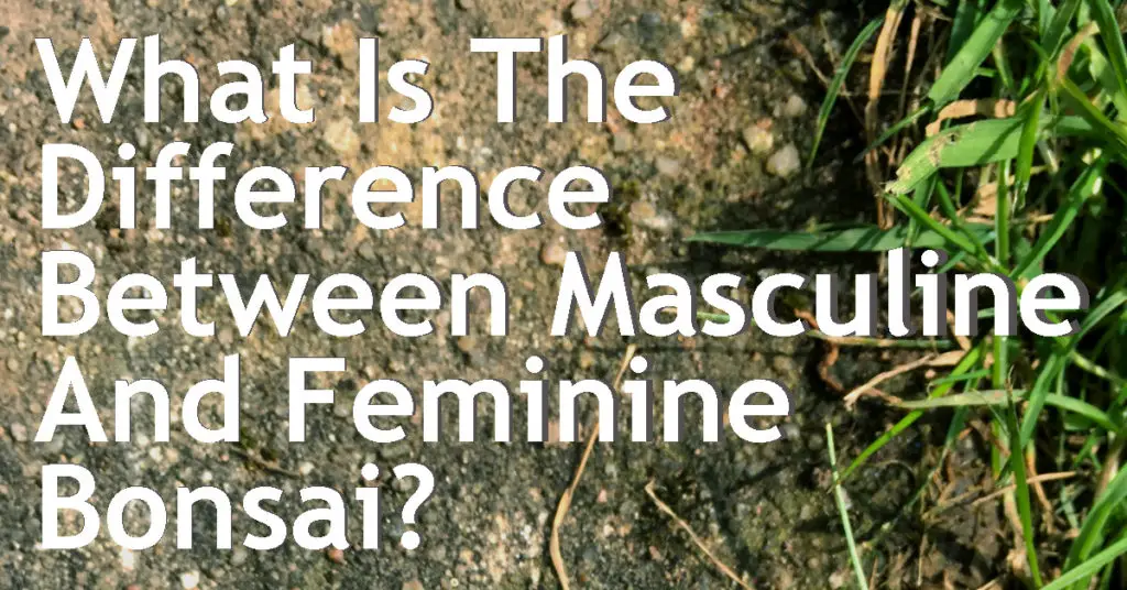 what is the difference between masculine and feminine bonsai