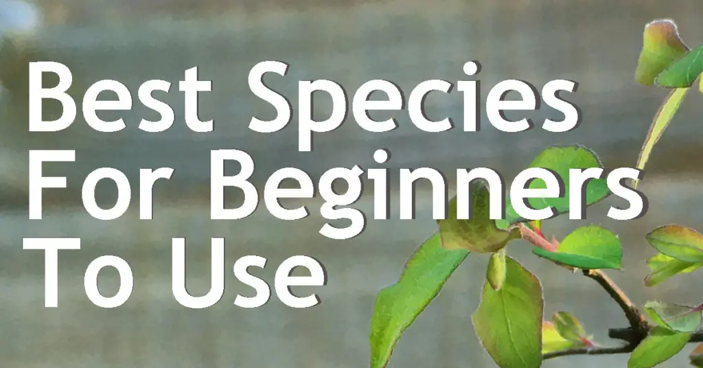 What Are The Best Species For Beginners To Use For Bonsai? 19 best species for beginners to use