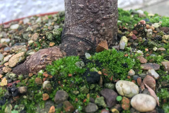 Developing A Nebari (Spreading Roots) 1 bonsai trunk flare