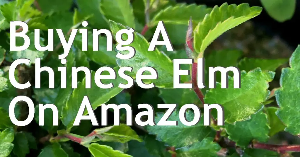 Buying A Chinese Elm Bonsai On Amazon 9 buying a chinese elm on amazon