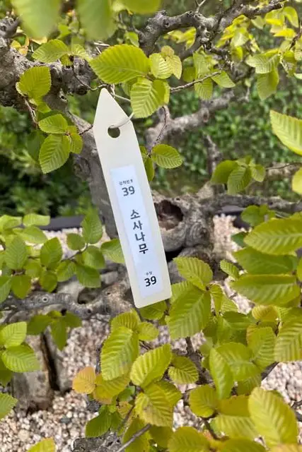 How To Identify What Species Your Bonsai Tree Is 1 buying bonsai