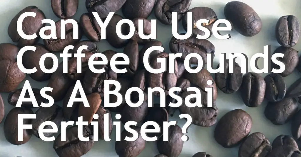 can you use coffee grounds as a bonsai fertiliser