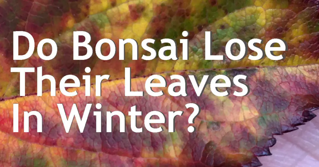 Do Bonsai Lose Their Leaves In Winter? Back Garden Bonsai