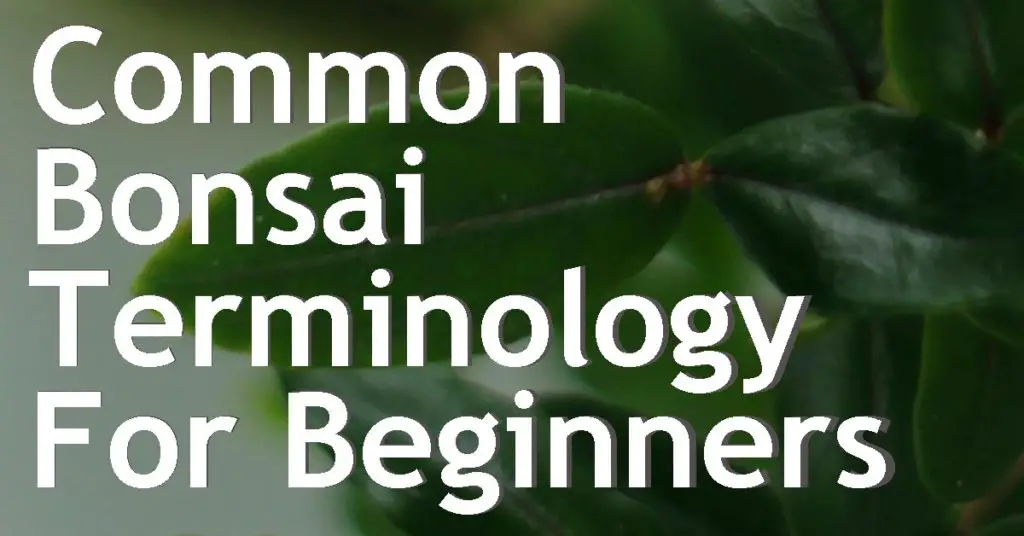 Common Bonsai Terminology For Beginners 15 header template22